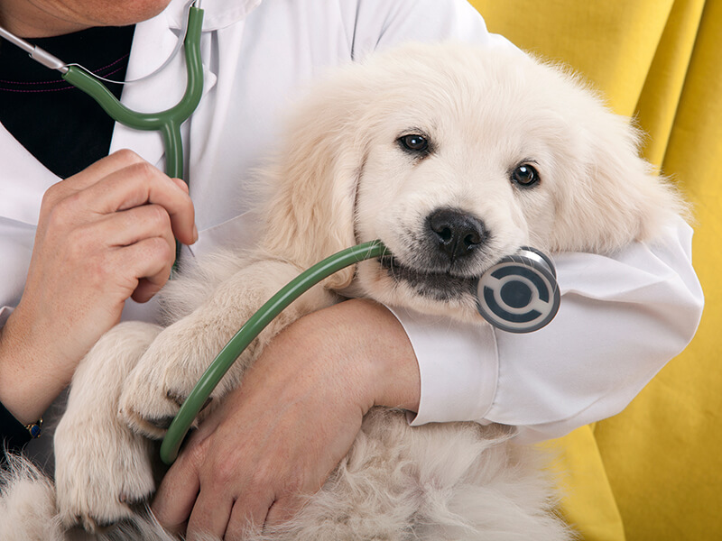 Veterinary Compounding | Pet Medication | Rushmore Compounding Pharmacy