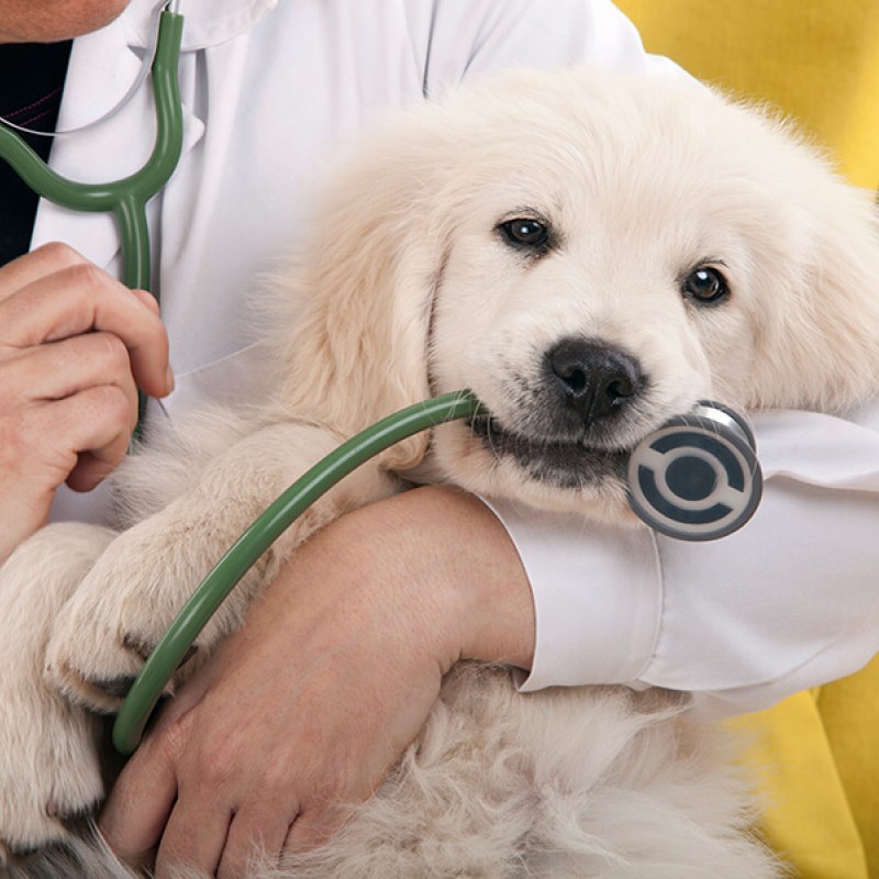 Veterinary Medications